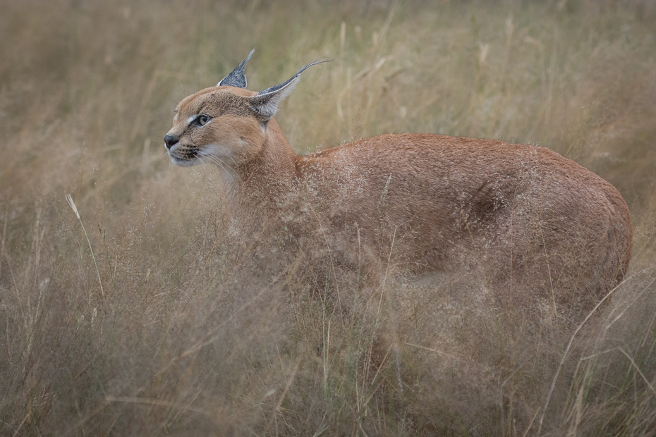  Karakal Ssaki Nikon D7100 AF-S Nikkor 70-200mm f/2.8G Namibia 0 dzikiej przyrody fauna ssak zwierzę lądowe jeleń antylopa łąka Park Narodowy safari sawanna