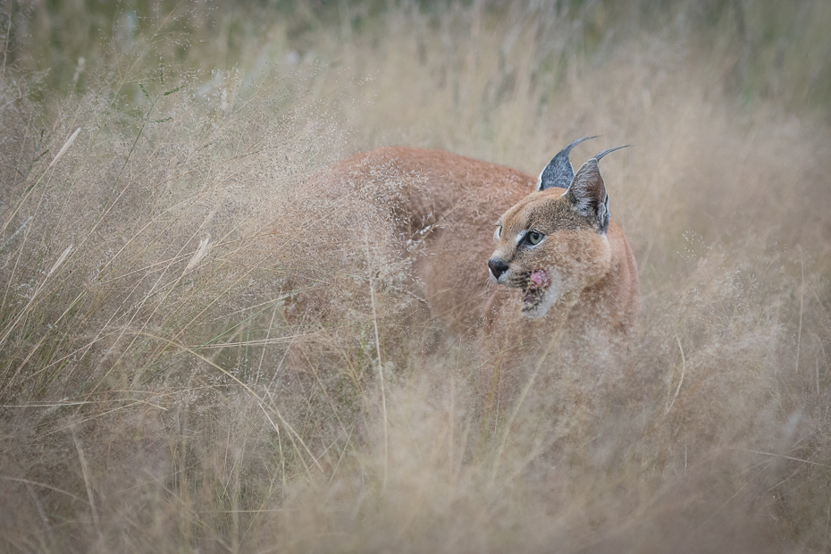  Karakal Ssaki Nikon D7100 AF-S Nikkor 70-200mm f/2.8G Namibia 0 dzikiej przyrody fauna ssak łąka trawa sawanna preria ecoregion safari rodzina traw