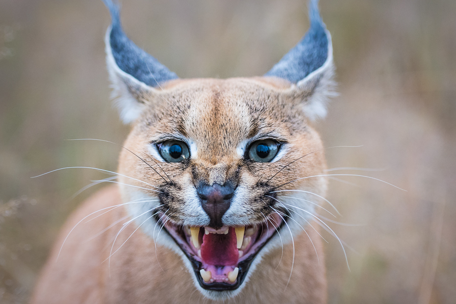  Karakal Ssaki Nikon D7100 AF-S Nikkor 70-200mm f/2.8G Namibia 0 dzikiej przyrody wąsy fauna ssak kot jak ssak małe i średnie koty zwierzę lądowe oko pysk ryś
