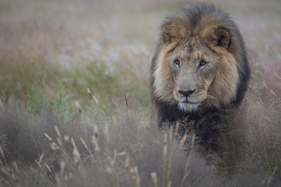  Lew Ssaki Nikon D7100 AF-S Nikkor 70-200mm f/2.8G Namibia 0 dzikiej przyrody zwierzę lądowe fauna masajski lew duże koty safari grzywa pysk wąsy