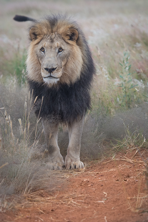 Lew Ssaki Nikon D7100 AF-S Nikkor 70-200mm f/2.8G Namibia 0 dzikiej przyrody ssak zwierzę lądowe masajski lew grzywa duże koty pysk wąsy