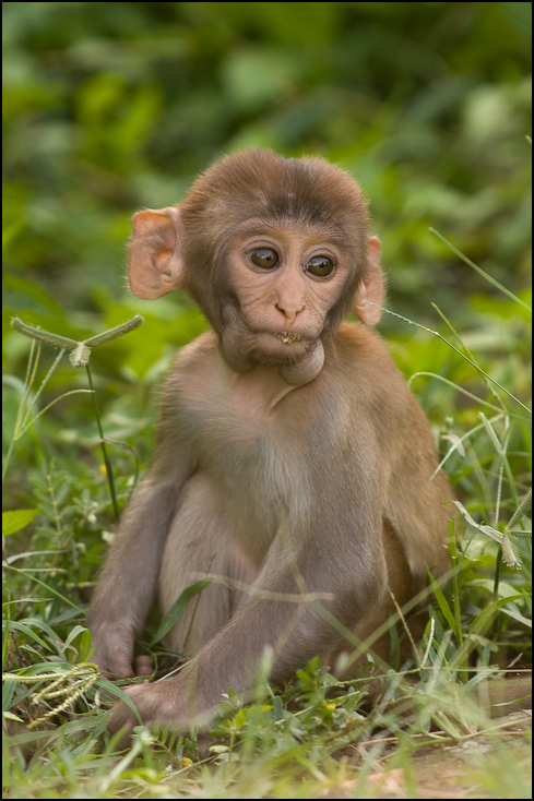  Młoda małpka Fauna Nikon D300 Sigma APO 500mm f/4.5 DG/HSM Indie 0 makak fauna ssak prymas dzikiej przyrody zwierzę lądowe stary świat małpa organizm nowa małpa świata świątynia