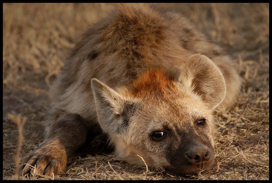  Hieny Przyroda hiena Nikon D200 Sigma APO 500mm f/4.5 DG/HSM Kenia 0 dzikiej przyrody fauna zwierzę lądowe ssak pustynia pysk futro organizm szakal