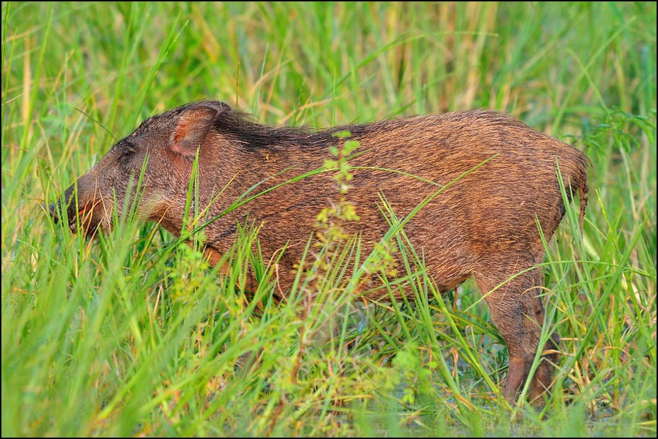  Dzik Fauna Nikon D300 Sigma APO 500mm f/4.5 DG/HSM Indie 0 dzikiej przyrody fauna ssak łąka ekosystem rezerwat przyrody trawa kapibara pustynia zwierzę lądowe