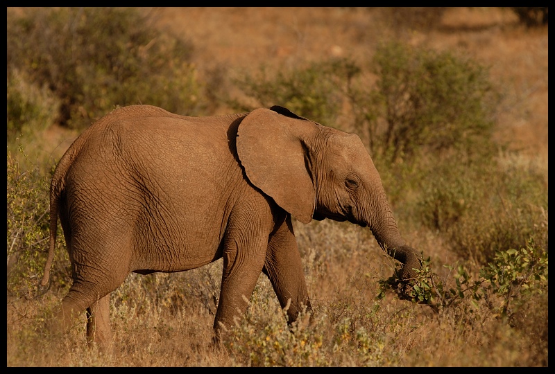  Słoń Przyroda słoń ssaki kenya Nikon D200 Sigma APO 500mm f/4.5 DG/HSM Kenia 0 dzikiej przyrody słonie i mamuty zwierzę lądowe fauna słoń indyjski pustynia ssak łąka ekosystem