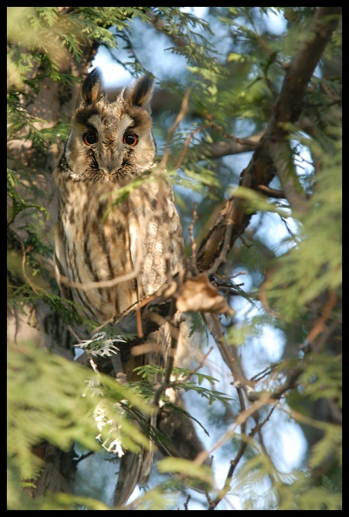  Sowa uszatka Ptaki sowa, owl Nikon D200 Sigma APO 100-300mm f/4 HSM Zwierzęta sowa ptak fauna ptak drapieżny dzikiej przyrody gałąź drzewo dziób
