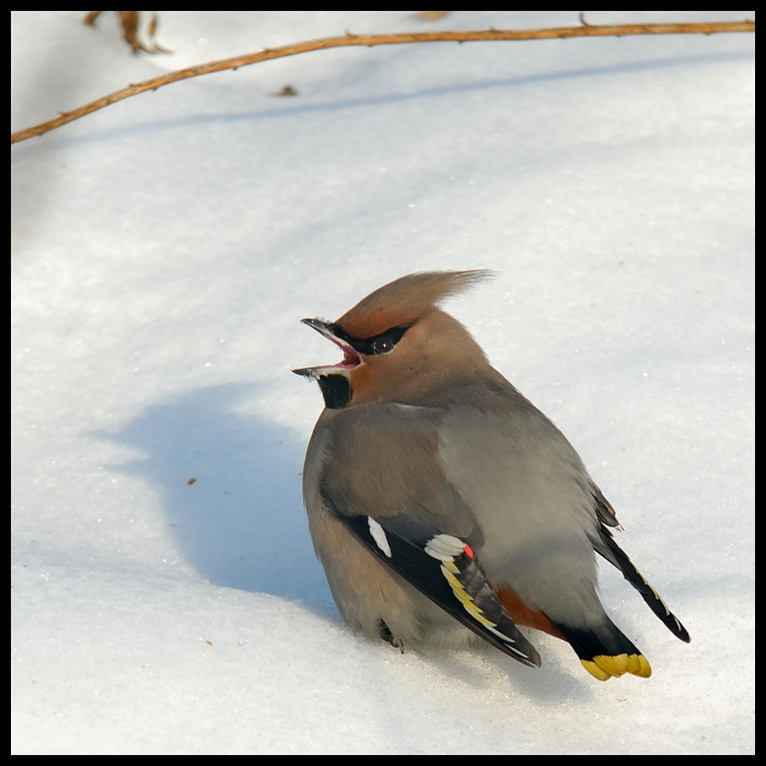  Jemiołuszka Moje jemiołuszka ptaki Nikon D200 Sigma APO 100-300mm f/4 HSM ptak fauna dziób śnieg pióro ptak przysiadujący