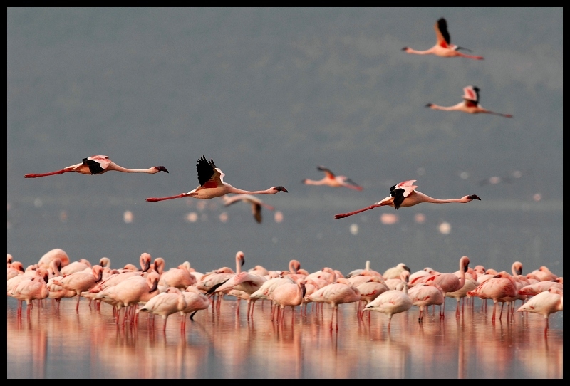  Flamingi Przyroda ptaki Nikon D200 Sigma APO 500mm f/4.5 DG/HSM Kenia 0 flaming ptak wodny ptak kręgowiec trzoda Migracja ptaków migracja zwierząt niebo dziób shorebird