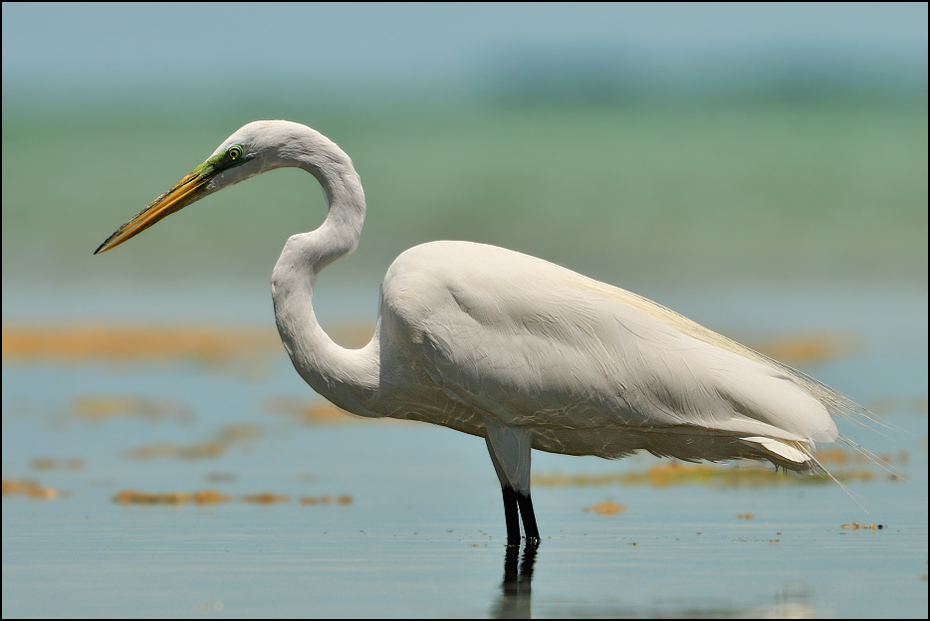  Czapla biała Ptaki Nikon D300 Sigma APO 500mm f/4.5 DG/HSM USA, Floryda 0 ptak Wielka czapla dziób fauna egret czapla pelecaniformes wodny ptak dzikiej przyrody woda