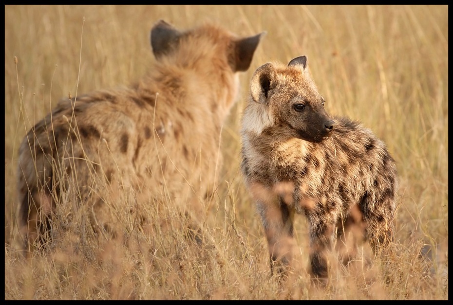  Hieny Przyroda hiena Nikon D200 Sigma APO 500mm f/4.5 DG/HSM Kenia 0 dzikiej przyrody zwierzę lądowe ssak fauna pustynia sawanna safari łąka ecoregion