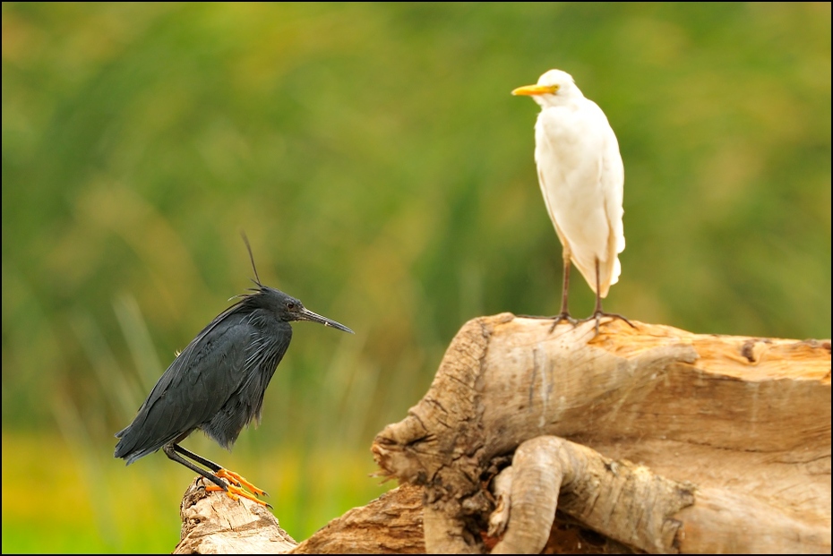  Czapla czarna Ptaki Nikon D300 Sigma APO 500mm f/4.5 DG/HSM Etiopia 0 ptak ekosystem fauna dziób dzikiej przyrody organizm