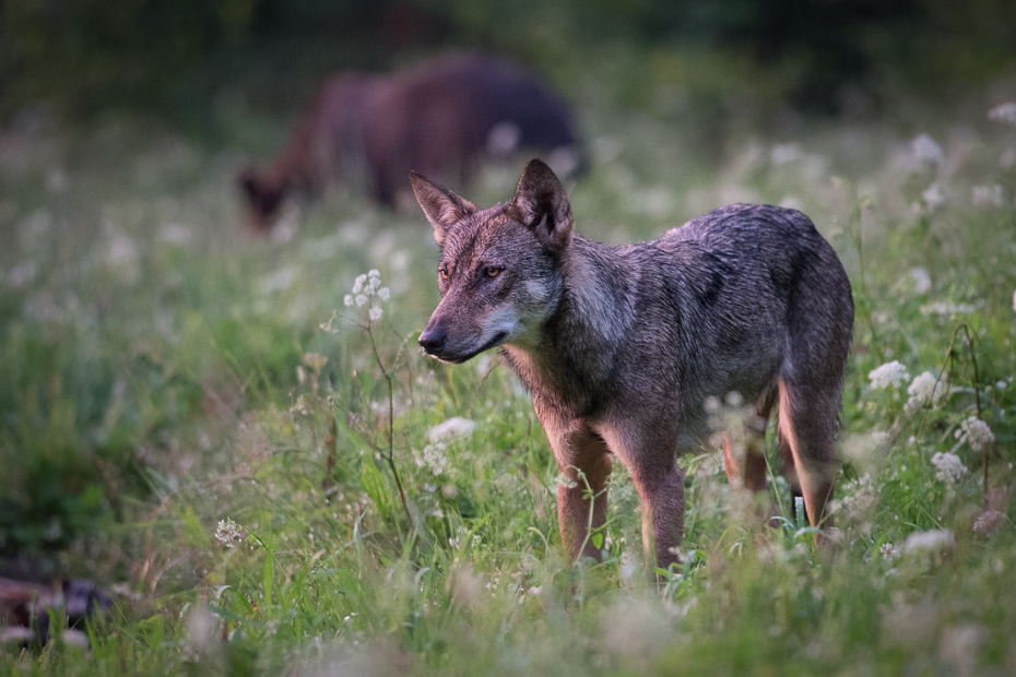  Wilk 0 Lipiec Nikon D7100 AF-S Nikkor 70-200mm f/2.8G Biesczaty dzikiej przyrody ssak fauna szakal kojot trawa pies jak ssak pysk