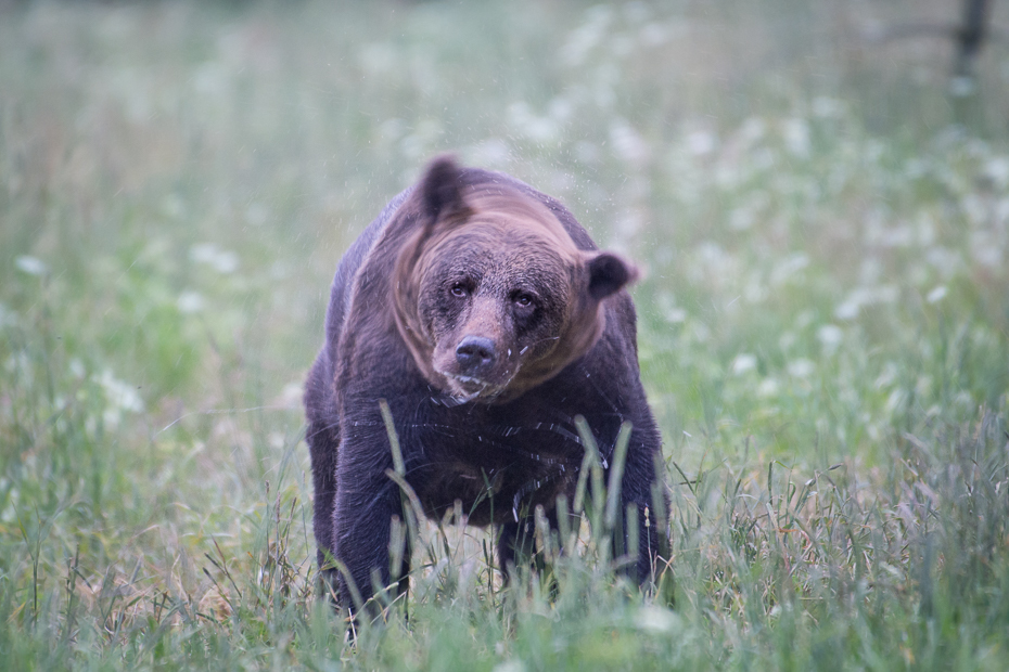  Niedźwiedź 0 Lipiec Nikon D7100 NIKKOR 200-500mm f/5.6E AF-S Biesczaty Niedźwiedź grizzly zwierzę lądowe ssak fauna brązowy niedźwiedź dzikiej przyrody pustynia pysk trawa