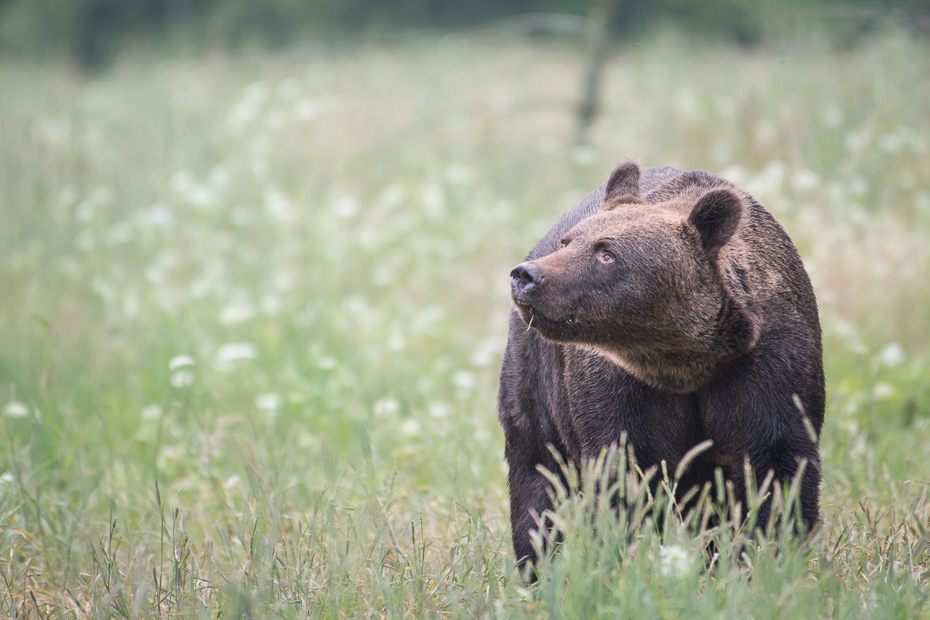 Niedźwiedź 0 Lipiec Nikon D7100 NIKKOR 200-500mm f/5.6E AF-S Biesczaty zwierzę lądowe Niedźwiedź grizzly dzikiej przyrody ssak brązowy niedźwiedź fauna pustynia pysk trawa