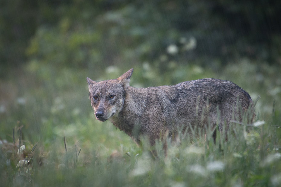  Wilk deszczu 0 Lipiec Nikon D7100 NIKKOR 200-500mm f/5.6E AF-S Biesczaty dzikiej przyrody fauna ssak pustynia kojot szakal pies jak ssak trawa pysk