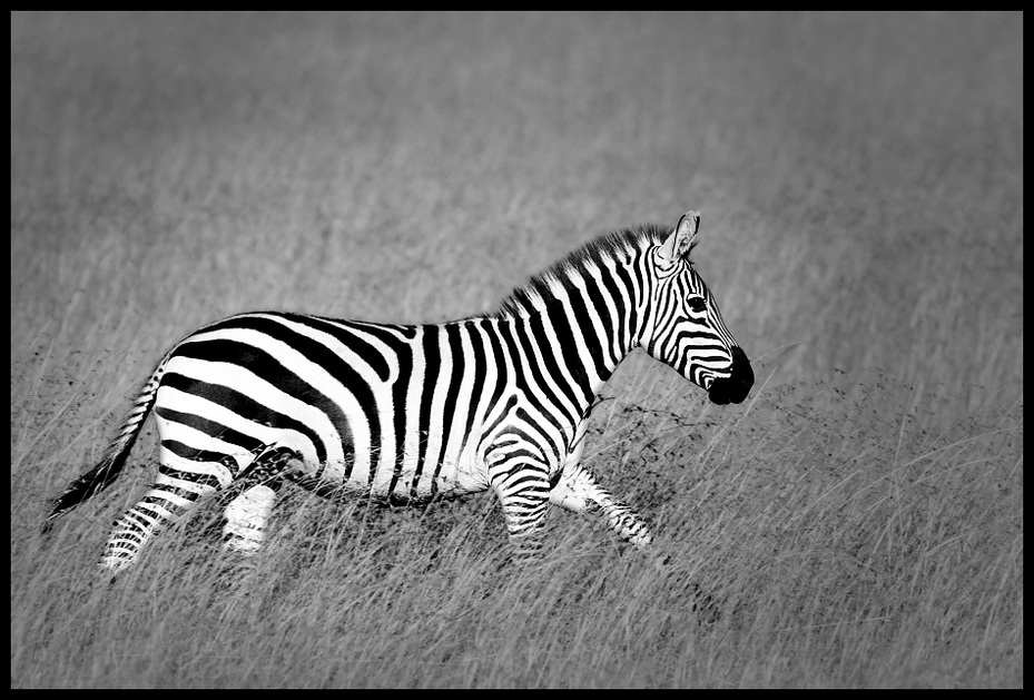  Zebra #21 Przyroda zebra ssaki kenia masai mara Nikon D200 Sigma APO 500mm f/4.5 DG/HSM Kenia 0 dzikiej przyrody biały czarny czarny i biały fauna ssak fotografia monochromatyczna koń jak ssak zwierzę lądowe