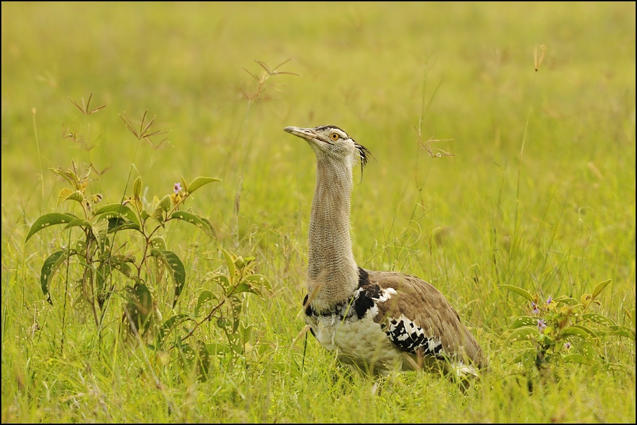  Drop olbrzymi Ptaki Nikon D300 Sigma APO 500mm f/4.5 DG/HSM Tanzania 0 łąka ekosystem fauna dzikiej przyrody rezerwat przyrody ptak ecoregion preria dziób trawa