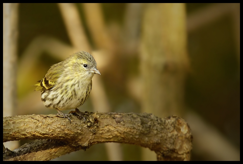  Czyż Ptaki czyż ptaki Nikon D70 Sigma APO 100-300mm f/4 HSM Zwierzęta ptak fauna dziób zięba flycatcher starego świata dzikiej przyrody Emberizidae ptak przysiadujący organizm pióro