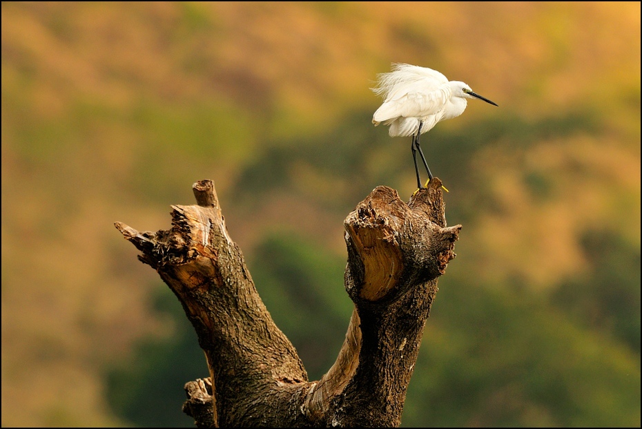  Czapla nadobna Ptaki Nikon D300 Sigma APO 500mm f/4.5 DG/HSM Etiopia 0 ptak fauna dzikiej przyrody flora gałąź dziób drzewo Gałązka łodyga rośliny