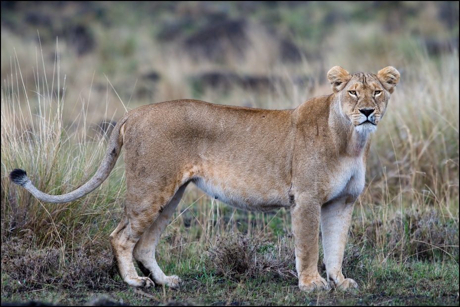  Lwica Zwierzęta Nikon D300 Sigma APO 500mm f/4.5 DG/HSM Kenia 0 dzikiej przyrody zwierzę lądowe Lew ssak fauna masajski lew duże koty kot jak ssak trawa organizm