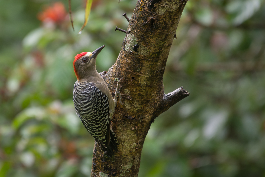  Dzięciur czerwonołbisty Ptaki Nikon D7100 NIKKOR 200-500mm f/5.6E AF-S 0 Panama ptak dzięcioł dziób fauna piciformes dzikiej przyrody organizm
