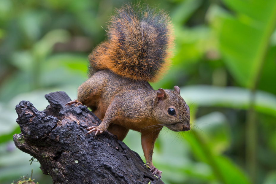  Wiewiórka Ssaki Nikon D7100 NIKKOR 200-500mm f/5.6E AF-S 0 Panama wiewiórka fauna ssak lis wiewiórka dzikiej przyrody gryzoń organizm pysk drzewo zwierzę lądowe