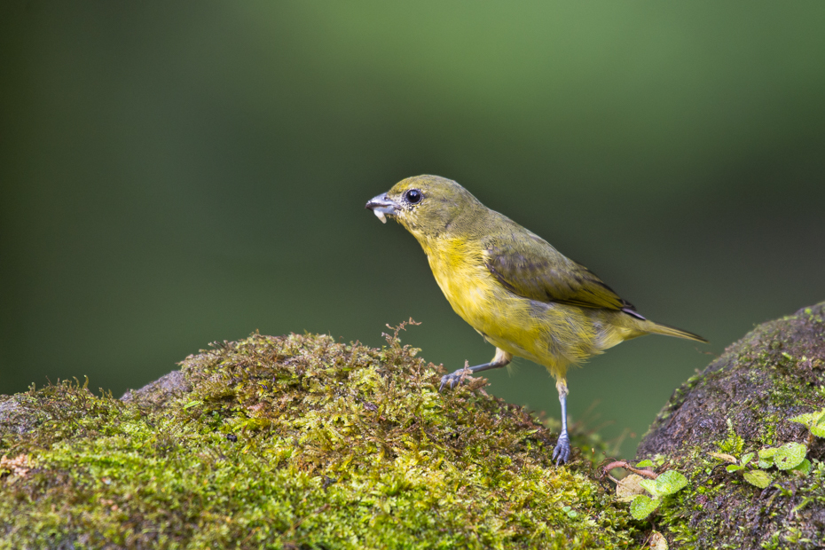  Organka grubodzioba Ptaki Nikon D7100 NIKKOR 200-500mm f/5.6E AF-S 0 Panama ptak fauna dziób zięba dzikiej przyrody flycatcher starego świata Emberizidae organizm ptak przysiadujący wróbel