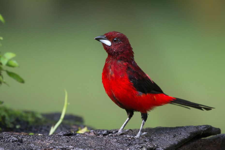  Tapiranga szkarłatrna Ptaki Nikon D7100 NIKKOR 200-500mm f/5.6E AF-S 0 Panama ptak czerwony dziób fauna dzikiej przyrody organizm kardynał flycatcher starego świata pióro ptak przysiadujący