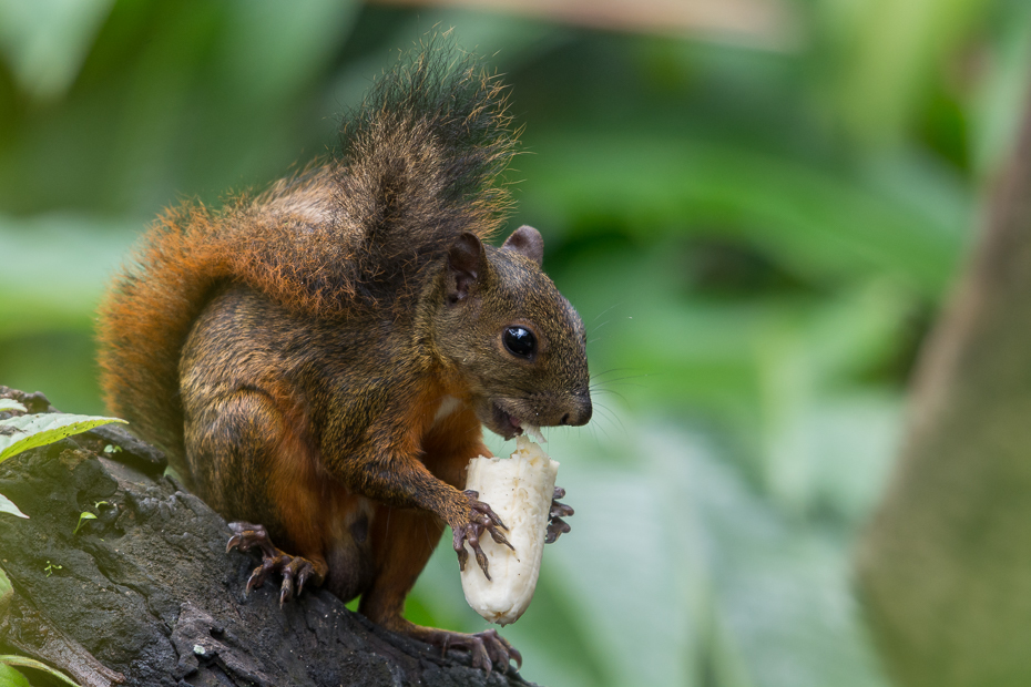  Wiewiórka Ssaki Nikon D7100 NIKKOR 200-500mm f/5.6E AF-S 0 Panama wiewiórka fauna ssak lis wiewiórka dzikiej przyrody gryzoń organizm pysk zwierzę lądowe drzewo
