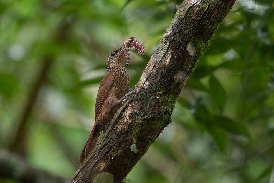  Tęgoster namorzynowy Ptaki Nikon D7100 NIKKOR 200-500mm f/5.6E AF-S 0 Panama fauna dzikiej przyrody gałąź flora drzewo organizm łodyga rośliny Gałązka roślina