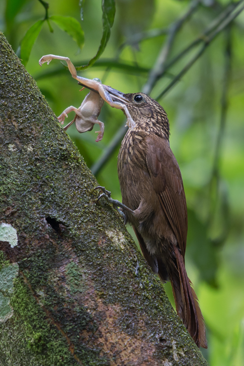  Tęgoster namorzynowy Ptaki Nikon D7100 NIKKOR 200-500mm f/5.6E AF-S 0 Panama ptak dziób fauna ekosystem dzikiej przyrody drzewo piciformes ptak przysiadujący