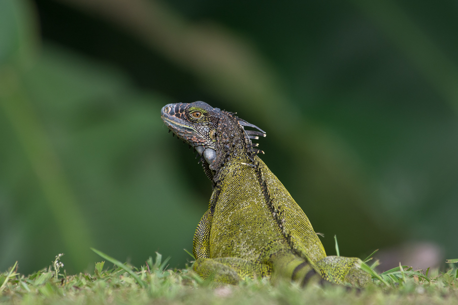  Iguana Gady Nikon D7100 NIKKOR 200-500mm f/5.6E AF-S 0 Panama gad jaszczurka lacertidae skalowany gad fauna lacerta iguana zwierzę lądowe Igwa dactyloidae