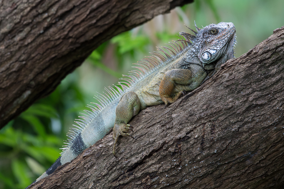  Iguana Gady Nikon D7100 NIKKOR 200-500mm f/5.6E AF-S 0 Panama gad iguana skalowany gad jaszczurka Igwa fauna lacertidae zwierzę lądowe organizm lacerta