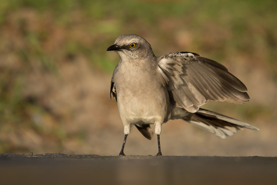  Przedrzeźniacz siwy Ptaki Nikon D7100 NIKKOR 200-500mm f/5.6E AF-S 0 Panama ptak fauna dzikiej przyrody ekosystem dziób ścieśniać organizm skrzydło skowronek wróbel