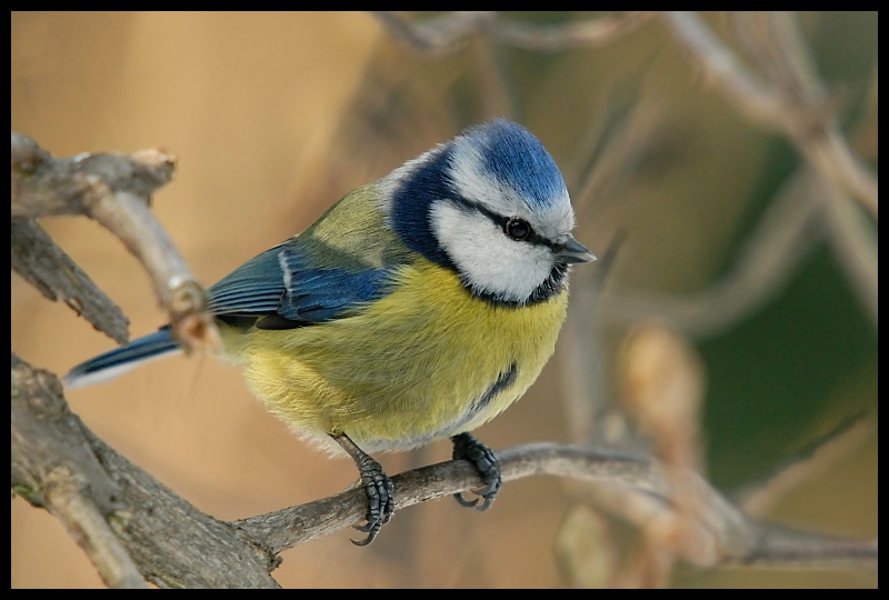  Modraszka #13 Ptaki sikorka modraszka ptaki Nikon D200 Sigma APO 50-500mm f/4-6.3 HSM Zwierzęta ptak dziób fauna dzikiej przyrody chickadee pióro zięba ptak przysiadujący ścieśniać organizm