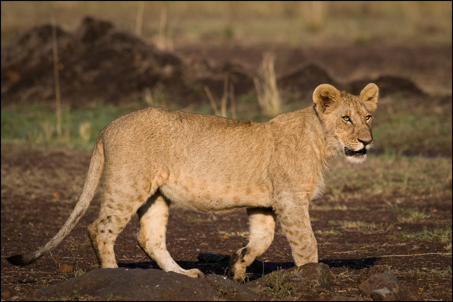  Młody lew poranku Zwierzęta Nikon D300 Sigma APO 500mm f/4.5 DG/HSM Kenia 0 dzikiej przyrody zwierzę lądowe Lew ssak fauna masajski lew pustynia duże koty safari łąka
