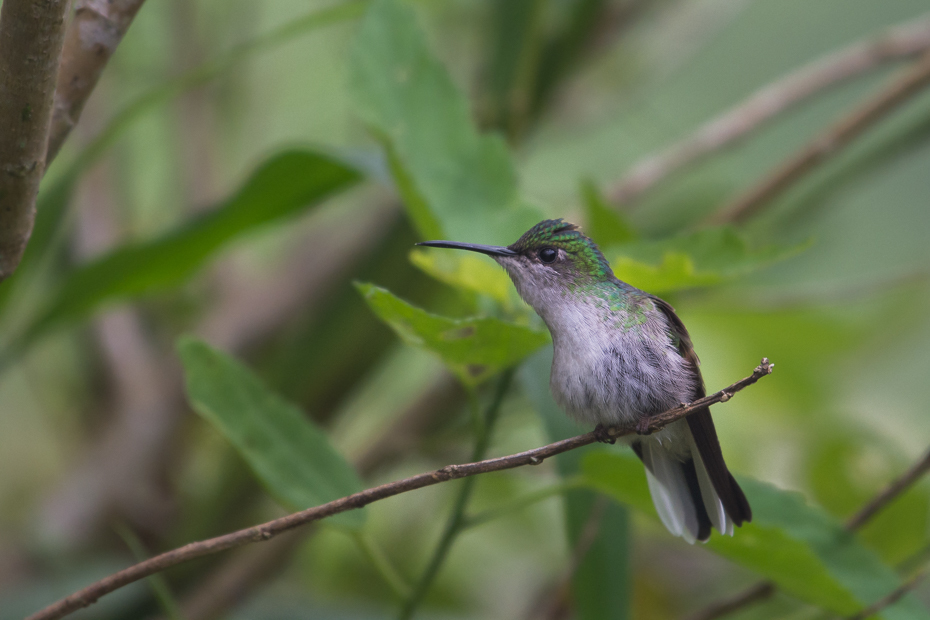  Malachicik białobrzuchy Ptaki Nikon D7100 NIKKOR 200-500mm f/5.6E AF-S 0 Panama ptak koliber fauna dziób dzikiej przyrody flora organizm Gałązka flycatcher starego świata skrzydło