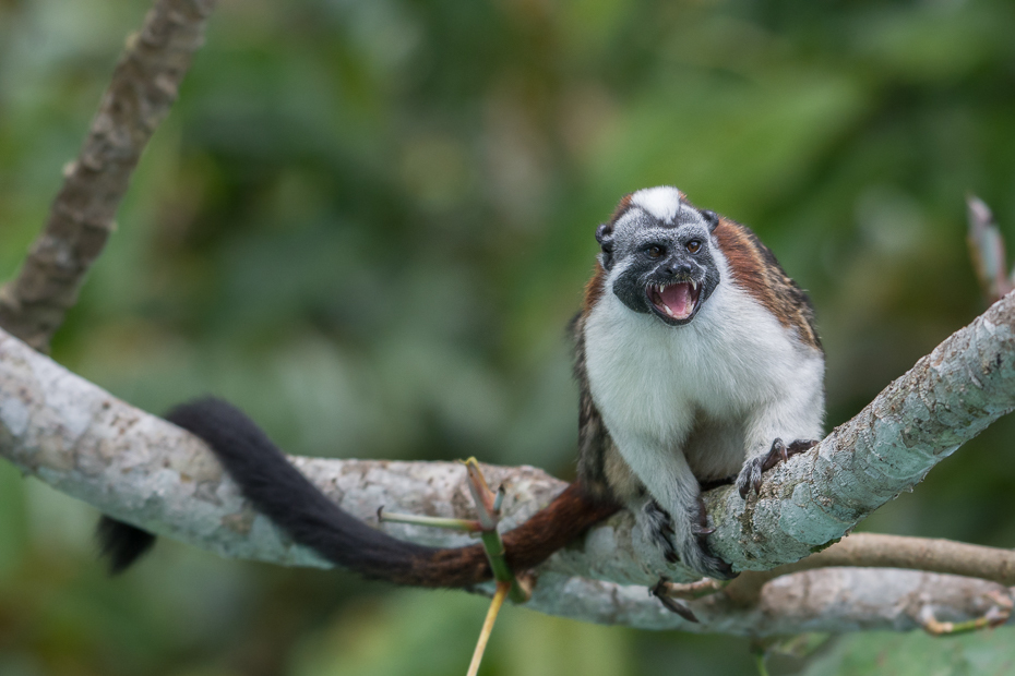  Długouszka Ssaki Nikon D7100 NIKKOR 200-500mm f/5.6E AF-S 0 Panama fauna nowa małpa świata prymas makak organizm stary świat małpa pazurczatka drzewo dzikiej przyrody