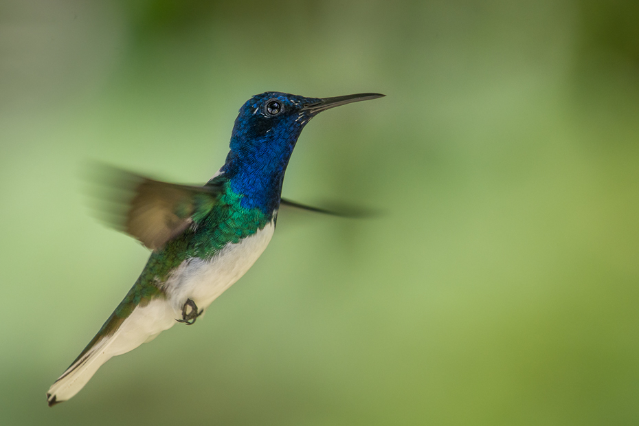  Nektareczek błękitny Ptaki Nikon D7100 NIKKOR 200-500mm f/5.6E AF-S 0 Panama ptak koliber fauna dziób dzikiej przyrody ranek skrzydło zapylacz organizm pióro