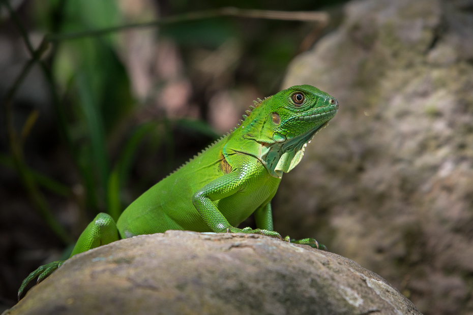  Jaszczurka Gady Nikon D7100 NIKKOR 200-500mm f/5.6E AF-S 0 Panama gad iguana Zielony jaszczurka lacertidae skalowany gad Igwa lacerta fauna zielona jaszczurka