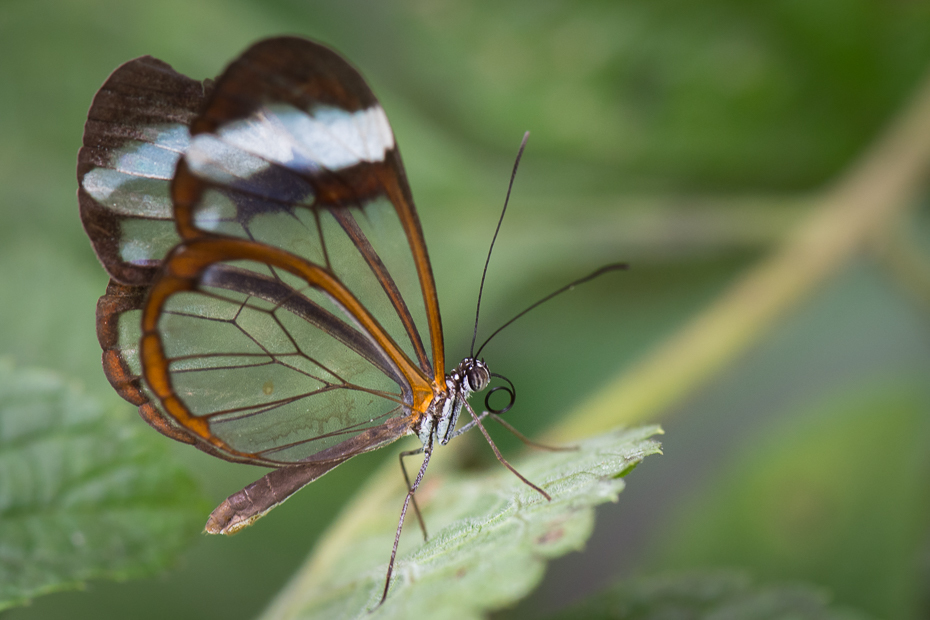  Motyl Owady Nikon D7200 AF-S Micro-Nikkor 105mm f/2.8G IF-ED 0 Panama motyl owad ćmy i motyle Lycaenid bezkręgowy Pędzelek motyl zapylacz fotografia makro stawonogi dzikiej przyrody