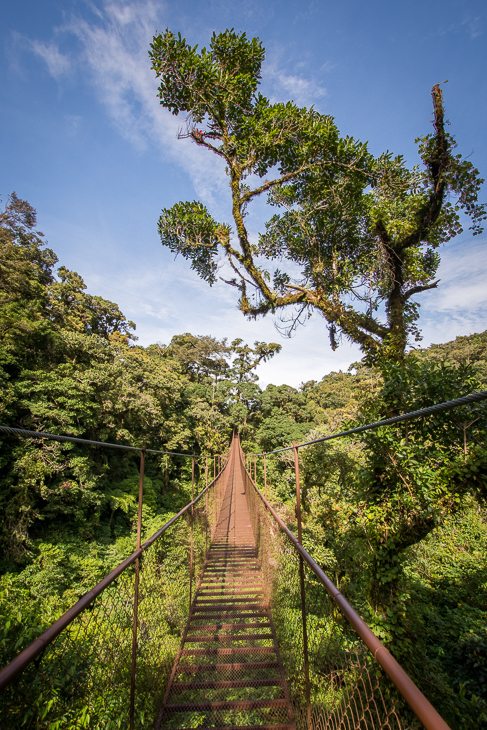  Most wiszący Krajobraz Nikon D7200 Sigma 10-20mm f/3.5 HSM 0 Panama niebo Natura wegetacja drzewo Zielony liść roślina roślina drzewiasta flora ścieżka