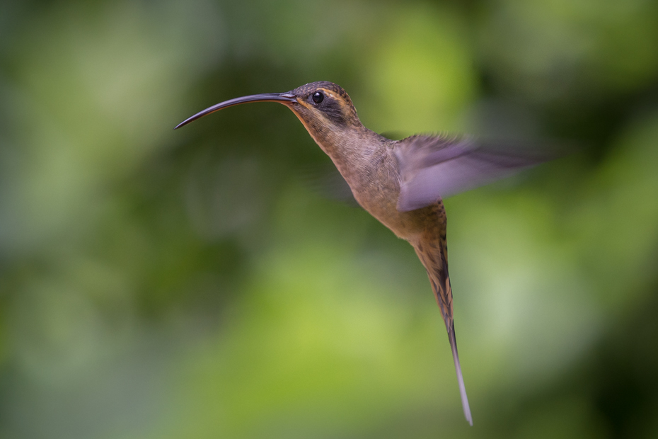  Pustelnik długodzioby Ptaki Nikon D7200 NIKKOR 200-500mm f/5.6E AF-S 0 Panama ptak koliber dzikiej przyrody fauna ekosystem dziób ranek zapylacz skrzydło organizm