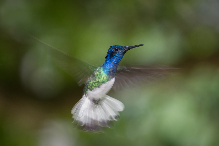  Nektareczek błękitny Ptaki Nikon D7200 NIKKOR 200-500mm f/5.6E AF-S 0 Panama ptak koliber fauna dziób dzikiej przyrody zapylacz pióro organizm skrzydło coraciiformes