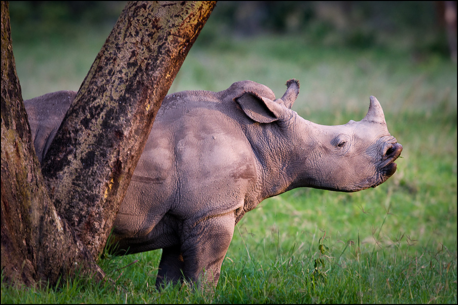  Młody nosorożec Zwierzęta Nikon D300 Sigma APO 500mm f/4.5 DG/HSM Kenia 0 dzikiej przyrody zwierzę lądowe ssak fauna trawa pysk róg organizm pasący się