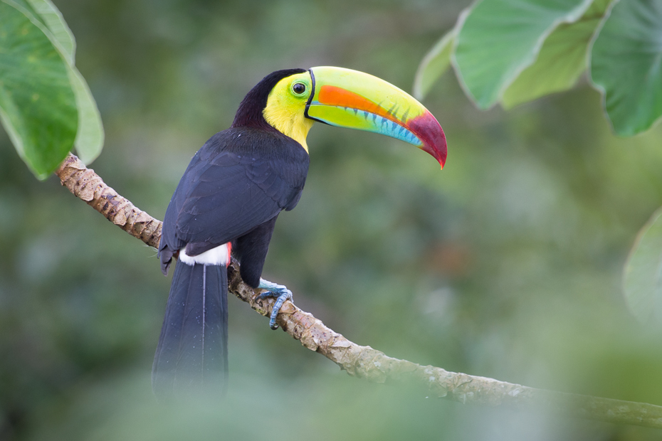  Tukan tęczodzioby Ptaki Nikon D7200 NIKKOR 200-500mm f/5.6E AF-S 0 Panama ptak tukan dziób fauna piciformes organizm papuga dzikiej przyrody