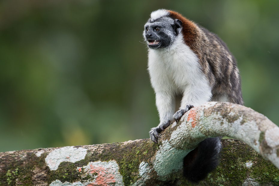 Długouszka Ssaki Nikon D7200 NIKKOR 200-500mm f/5.6E AF-S 0 Panama fauna nowa małpa świata prymas organizm dzikiej przyrody stary świat małpa pysk zwierzę lądowe makak