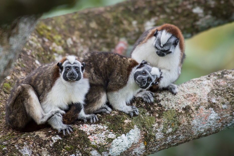 Długouszka Ssaki Nikon D7200 NIKKOR 200-500mm f/5.6E AF-S 0 Panama fauna prymas dzikiej przyrody nowa małpa świata makak organizm zwierzę lądowe stary świat małpa lemur