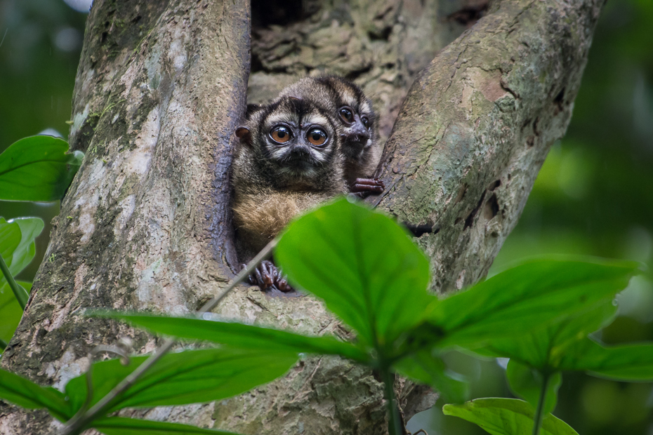  Nocne małpki Ptaki Nikon D7200 NIKKOR 200-500mm f/5.6E AF-S 0 Panama fauna nowa małpa świata Las deszczowy lemur dzikiej przyrody dżungla prymas drzewo organizm roślina