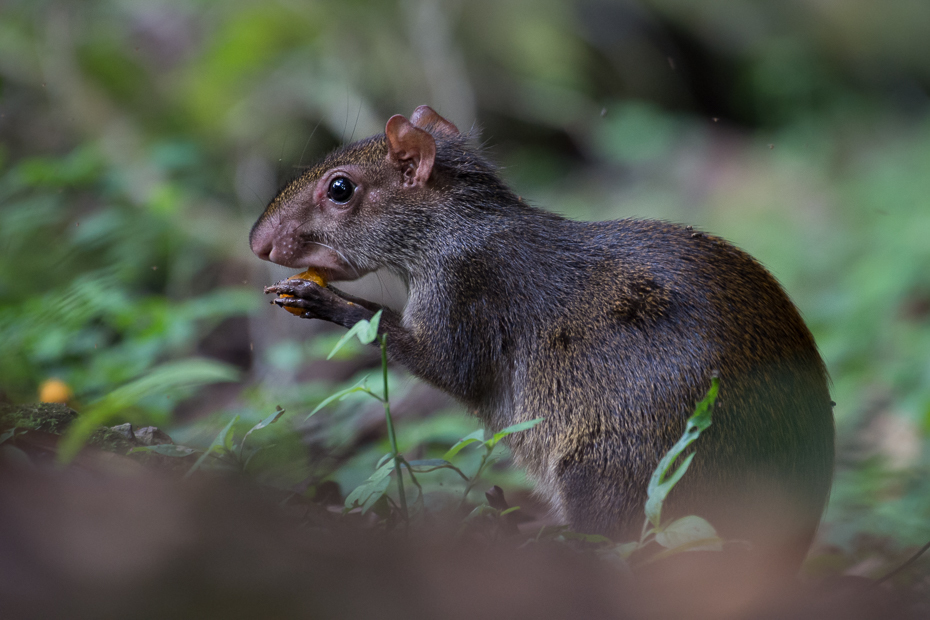  Agouti Ssaki Nikon D7200 NIKKOR 200-500mm f/5.6E AF-S 0 Panama fauna ssak dzikiej przyrody wiewiórka gryzoń zwierzę lądowe wąsy organizm pysk mysz